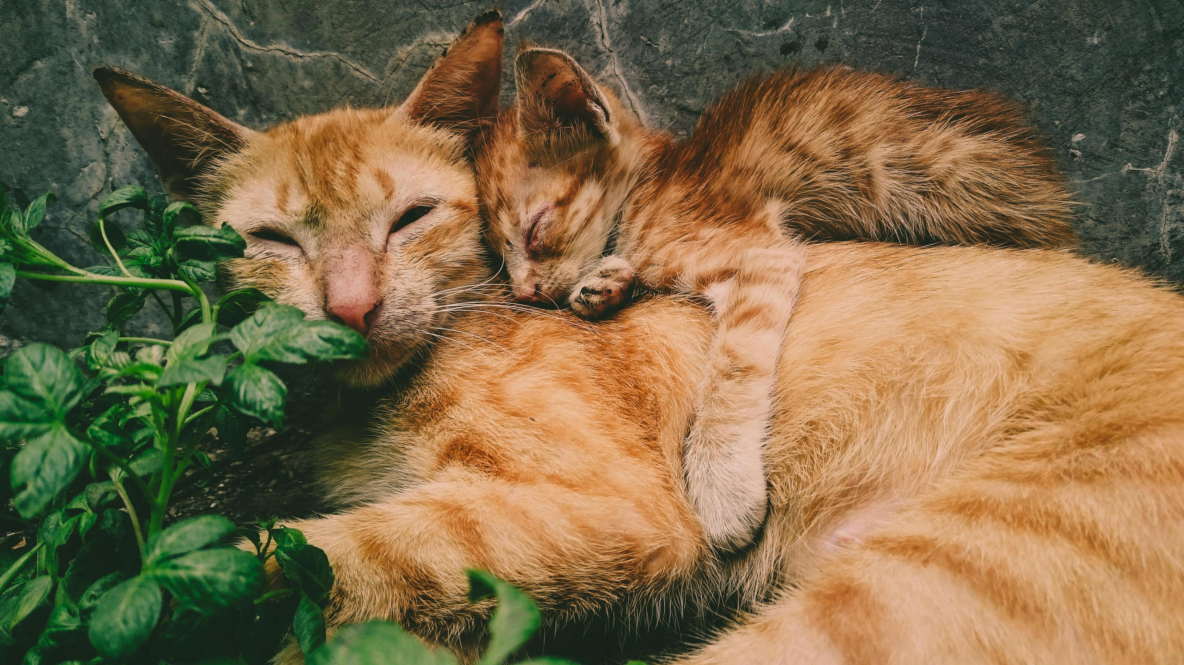 狸花猫把橘猫踢成直立形态，狸花猫与橘猫的激烈对决，瞬间变身直立姿态的橘猫挑战